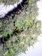 grapeskunk