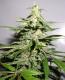 northern lights
