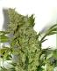 chronic