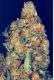 dutch treat
