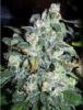 White Rhino
