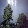 Black Domina