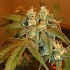 California Orange x ortega indica