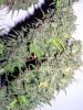 Grape Skunk