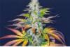dutch treat x purple haze