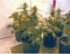 god bud