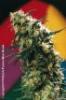 Super Haze