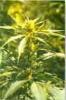 Hawii x Maui Waui