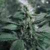 aurora indica