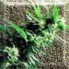 Big Bud