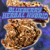 Blueberry Herbal Hybrid