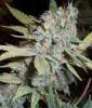 Bubbelicious Cannabis