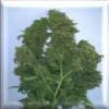 California Bud