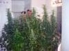weed