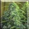 Crystal Marijuana