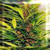 Durban Poison Marijuana