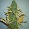 4 way weed