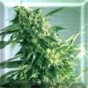 Hawiian Skunk x Skunk