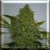 Haze x Skunk