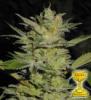 Heavy Duty Fruity