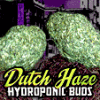 Dutch Haze