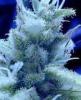 Ice Cannabis
