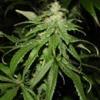 Maroc x skunk