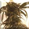 Maroc x Skunk