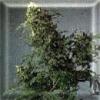 Misty Marijuana Strains
