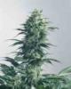 Mothers Finest