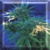Nigeria Marijuana