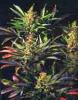 Mixed Sativa