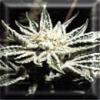 White Widow