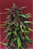 Purple Star