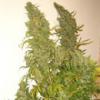 Silver Haze Marijuana