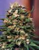 Super Skunk