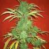 swazi x skunk