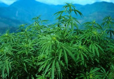 weed field