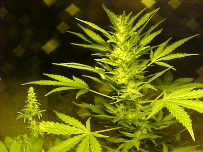 white widow x soma skunk
