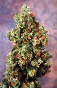 Ultra Skunk